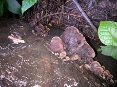 Auriculariales