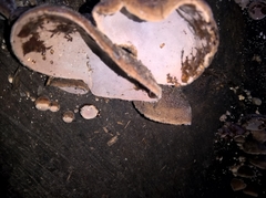 Auriculariales