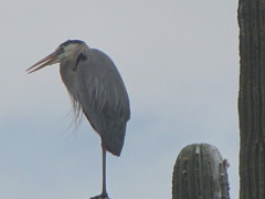 Ardea herodias