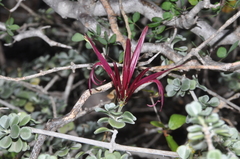 Image of Anisotes madagascariensis