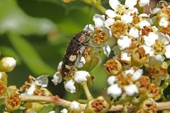 Acmaeodera prorsa