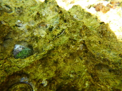 Microlipophrys adriaticus