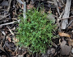 Trifolium ornithopodioides
