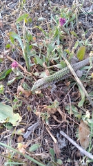 Podarcis siculus siculus