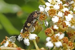 Acmaeodera prorsa