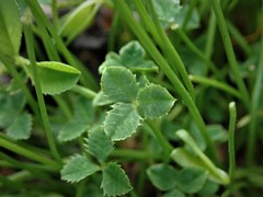 Trifolium ornithopodioides