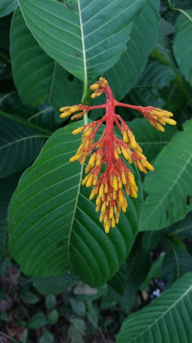 Showy cappel