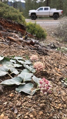 Asclepias solanoana