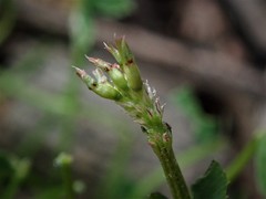 Trifolium ornithopodioides