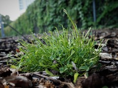 Trifolium ornithopodioides