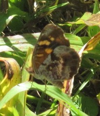 Anthanassa frisia