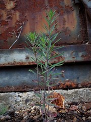Linaria purpurea