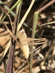 Conocephalus leptopterus