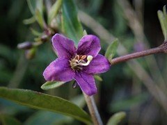 Lycium barbarum