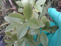 Ascarina lucida lucida