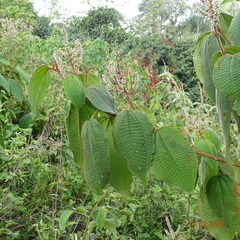 Miconia aeruginosa