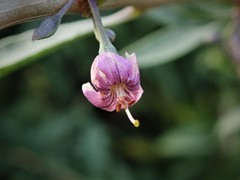 Lycium barbarum