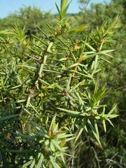 Juniperus oxycedrus oxycedrus