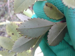 Ascarina lucida lucida