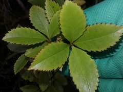 Ascarina lucida lucida