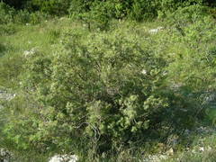 Juniperus oxycedrus oxycedrus