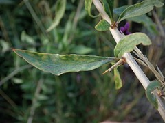 Lycium barbarum