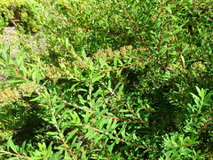 Spiraea nipponica