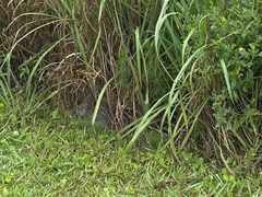 Sylvilagus palustris