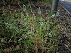 Polypogon monspeliensis