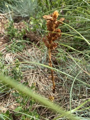 Orobanche teucrii