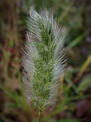 Polypogon monspeliensis