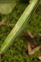Phytomyza ranunculi