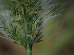 Polypogon monspeliensis