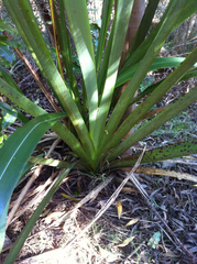 Phormium