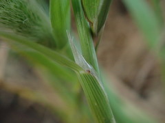Polypogon monspeliensis