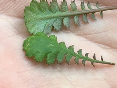Leptinella squalida squalida
