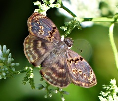 Chiomara mithrax