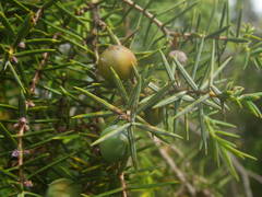 Juniperus oxycedrus oxycedrus