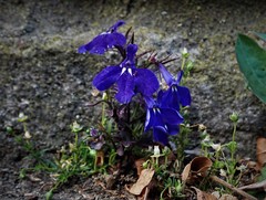Lobelia erinus