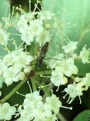 Analeptura