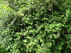 Spiraea nervosa