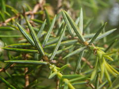 Juniperus oxycedrus oxycedrus
