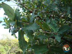 Quercus glaucoides