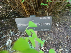 Spiraea nervosa