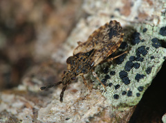 Aradus depressus