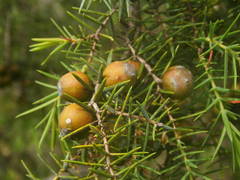 Juniperus oxycedrus oxycedrus