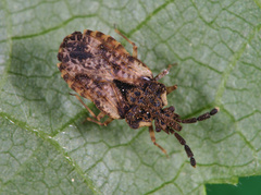 Aradus depressus