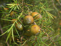 Juniperus oxycedrus oxycedrus