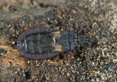 Aneurus avenius