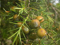 Juniperus oxycedrus oxycedrus